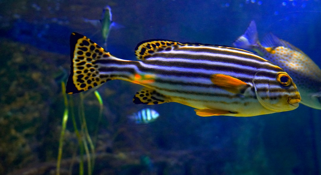 Fish at the Malta National Aquarium in Qawra